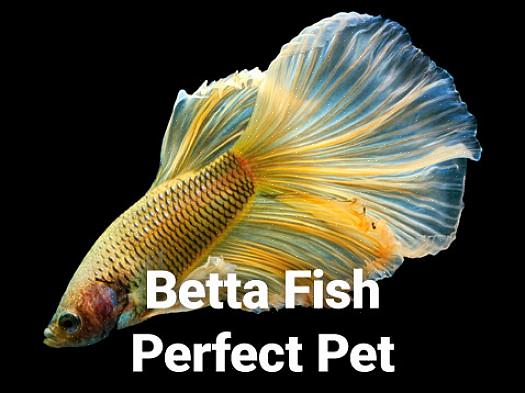 Τα ψάρια Betta