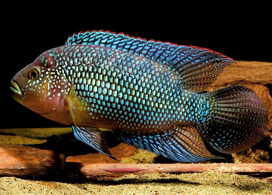 Ο Jack Dempsey Fish πήρε το όνομά του από τον πρώην πρωταθλητή πυγμαχίας Jack Dempsey