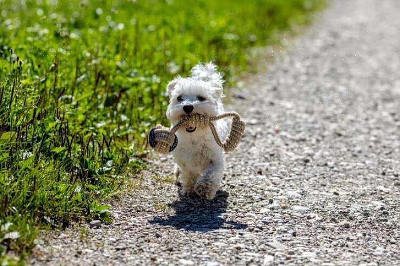 Δεδομένου ότι το Teacup Maltese dog δεν είναι τακτική φυλή