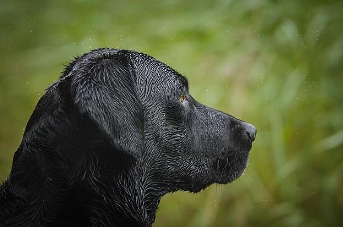 Όταν επιλέγετε ένα κουτάβι Labrador Retriever