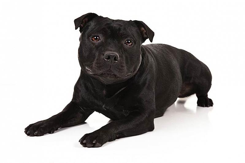 Το Staffordshire Bull Terriers απαιτεί κάποια μορφή άσκησης κάθε μέρα