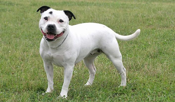 Το Staffordshire Bull Terriers είναι μεσαίου μεγέθους μέλη του ομίλου Terrier