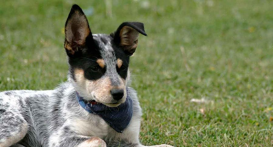 Η σωστή φροντίδα για ένα Blue Heeler θα περιλαμβάνει την παροχή μιας μεγάλης περιοχής για να τρέχετε