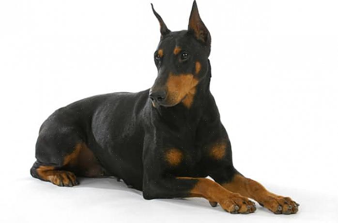 Το Doberman Pinscher είναι ένα σκυλί γνωστό για τις ικανότητες φύλαξης