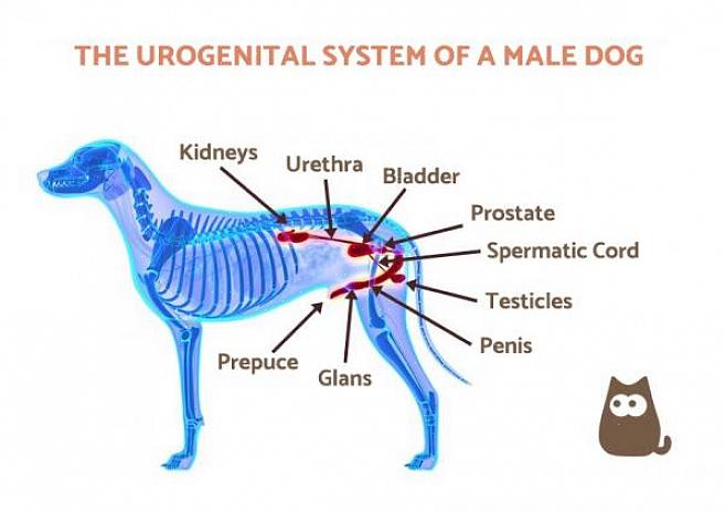 Είναι σημαντικό να κατανοήσετε τα διάφορα είδη προβλημάτων προστάτη ενός σκύλου για να γνωρίζετε τη σωστή