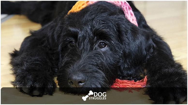 Δεν χρειάζεται πολύ να κρατήσετε το labradoodle σας ένα χαρούμενο