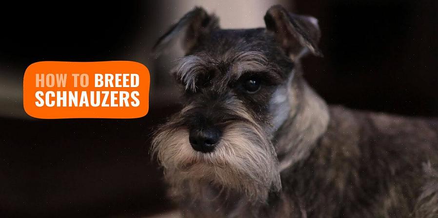 Το μινιατούρα schnauzer δεν απαιτεί πολλή εξειδικευμένη περιποίηση