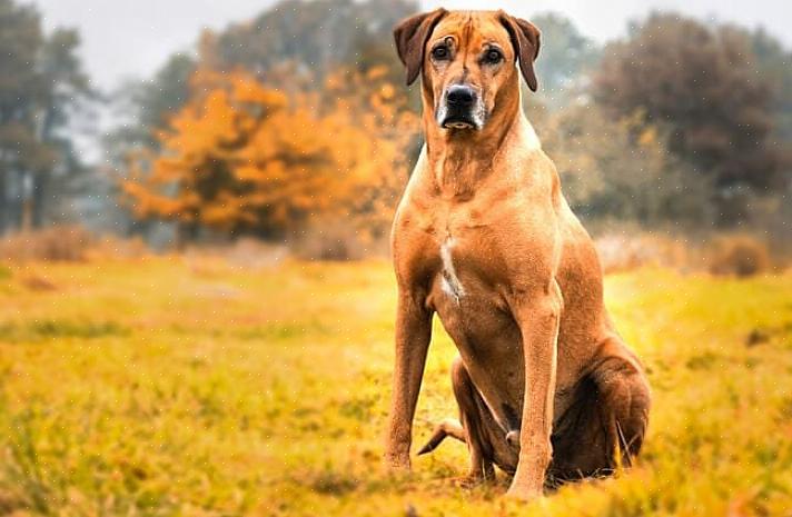 Για να φροντίσετε σωστά ένα Rhodesian Ridgeback πρέπει να τους παρέχετε πολλή κοινωνική αλληλεπίδραση