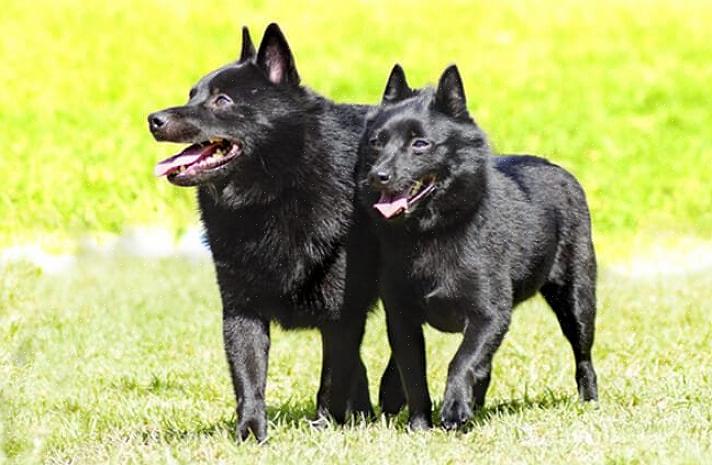 Το schipperke μπορεί να έχει μια μυκητιακή κατάσταση του δέρματος που απαιτεί ειδική φροντίδα