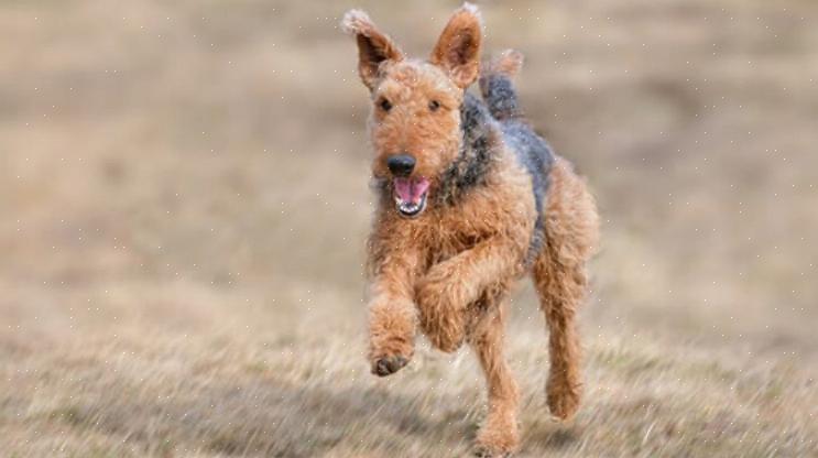 Ένα κουτάβι Airedale Terrier θα πρέπει να εκπαιδεύεται νωρίς