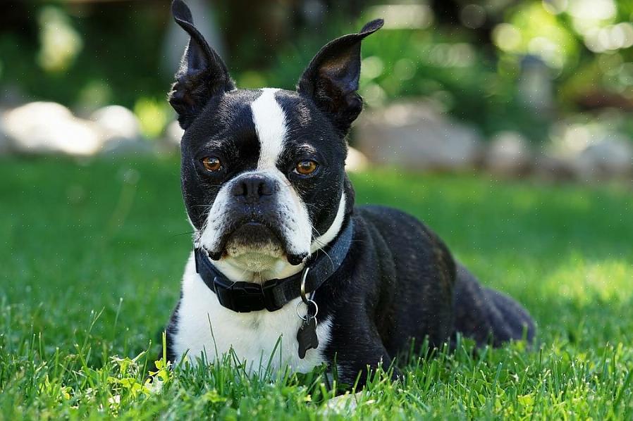 Κατά την προπόνηση της Boston Terriers