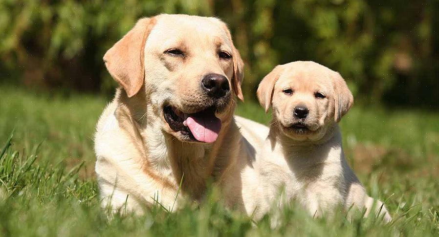 Η διατροφή σκύλων Labrador Retriever μπορεί να γίνει μία ή δύο φορές την ημέρα