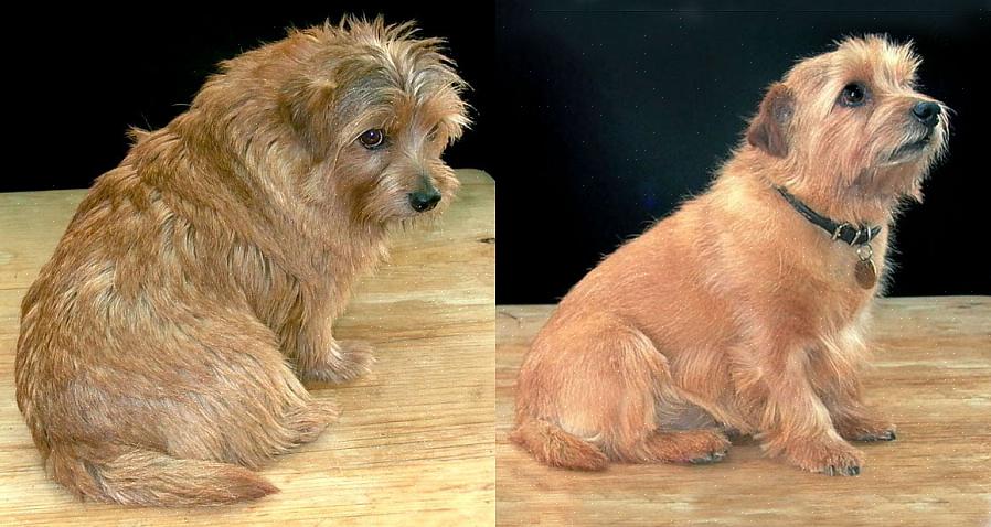 Το Norfolk Terrier είναι ένα αξιαγάπητο μικρό σκυλί που έχει φτάσει στις καρδιές των ιδιοκτητών κατοικίδιων