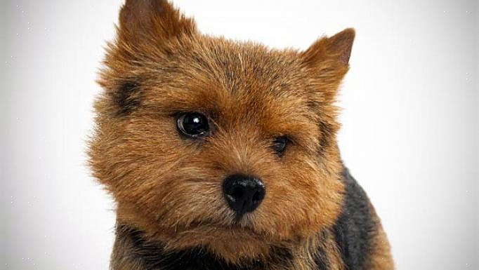 Το Norwich Terrier είναι το μικρότερο από τη φυλή τεριέ που λειτουργεί