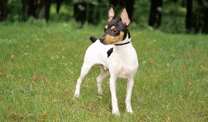 Το Toy Fox Terriers δεν είναι καλός έξω από τα σκυλιά