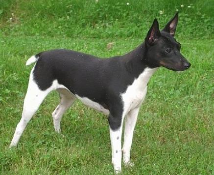 Το Toy Fox Terriers είναι μια μικρότερη