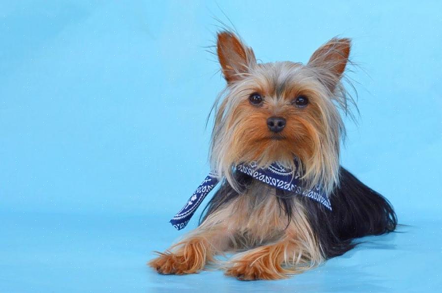 Το Yorkshire Terrier είναι ένα από τα πιο αγαπημένα σκυλιά παιχνιδιών