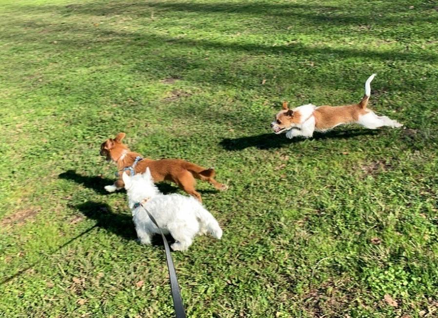 Ο Westie θα πρέπει επίσης να έχει τα μακριά μαλλιά κομμένα γύρω από τις άκρες των αυτιών για να τους