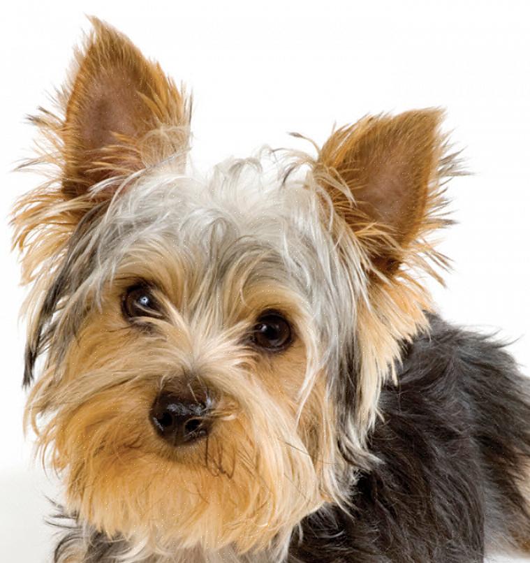 Θα πρέπει να πάρετε κουρέματα για ένα Yorkshire Terrier