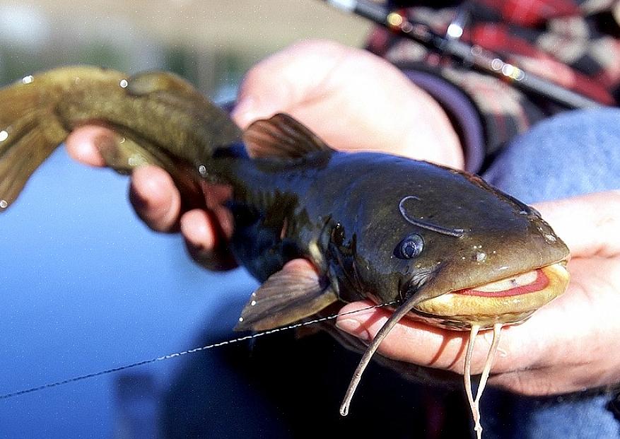 Αρχίστε να κόβετε χρησιμοποιώντας το μαχαίρι φιλέτου σας για να διαχωρίσετε το κρέας από την πλευρά