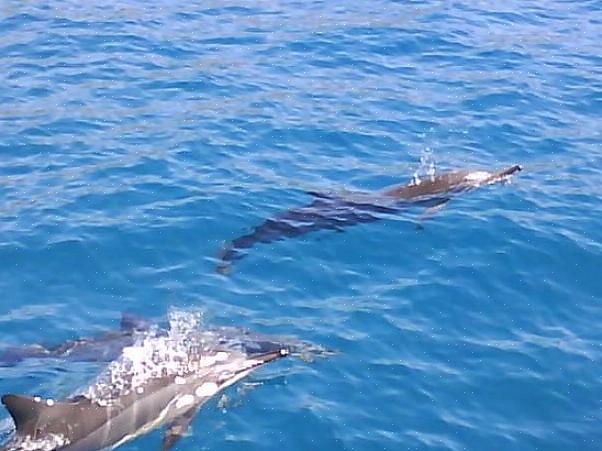 Τότε η Χαβάη είναι το κατάλληλο μέρος για εσάς