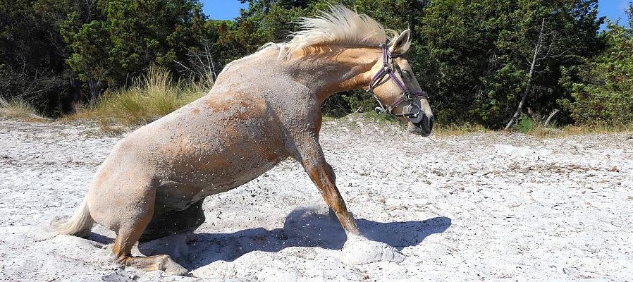 Το πουλάρι οδηγεί πίσω από τη φοράδα για αρκετές ακόμη μέρες με το σχοινί μολύβδου μικρότερο μεταξύ του foal