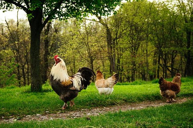 Εάν στεγάσετε τον κόκορα σας με άλλα κοτόπουλα