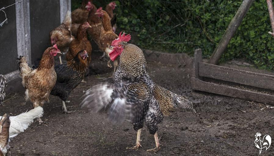 Είναι επίσης σημαντικό να αφήσετε τον κόκορα σας να αναμιγνύεται ελεύθερα με τις κότες