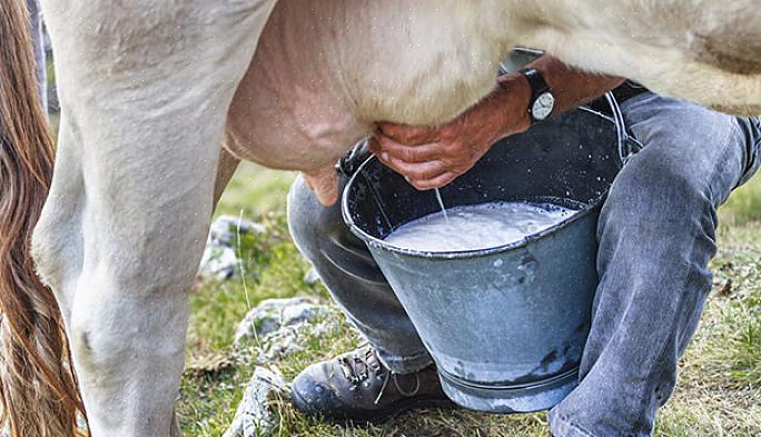 Αλλά αν έχετε την ευκαιρία να αρμέξετε μια αγελάδα με τον παλιομοδίτικο τρόπο