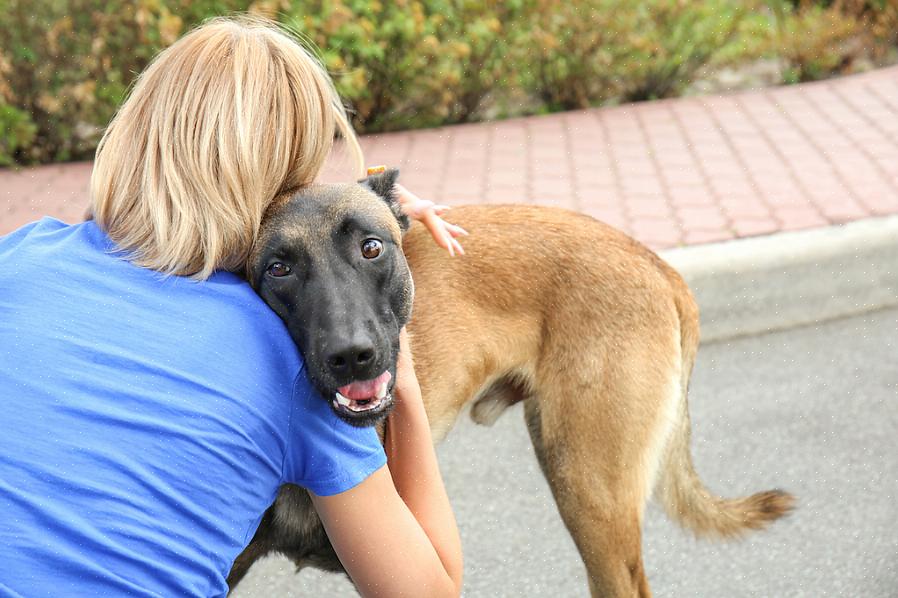 Επικοινωνήστε με την SPCA για να υιοθετήσετε ένα κατοικίδιο