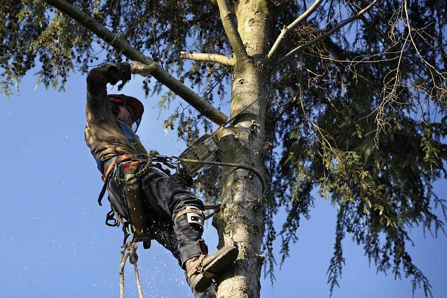 Πιστοποίηση - Ένας δενδροκόμος πρέπει να είναι πιστοποιημένος για να εργαστεί σε αυτόν τον τομέα